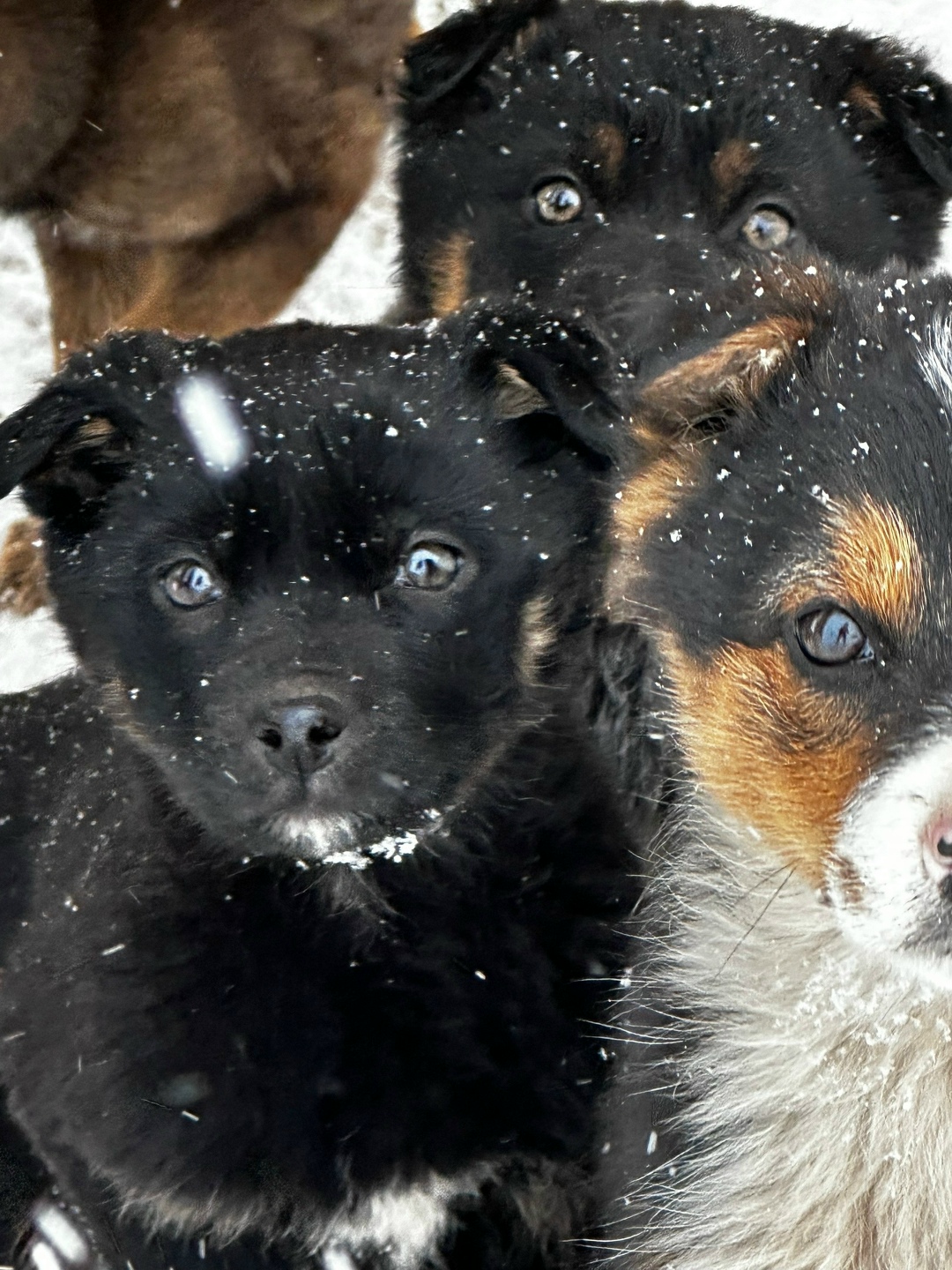 Найдена собака в Саранске — фото объявления