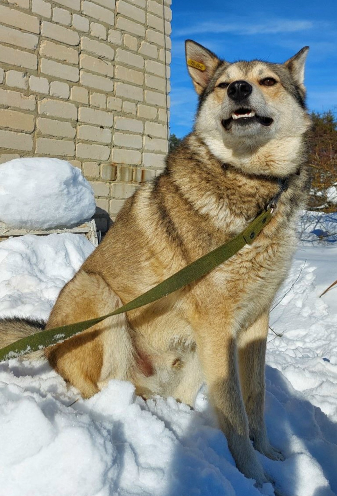 Пропала собака в Саранске — фото объявления