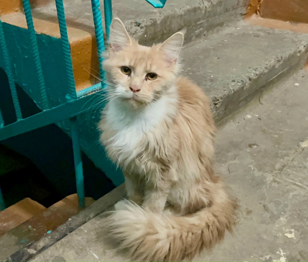 Найдена кошка в Саранске — фото объявления