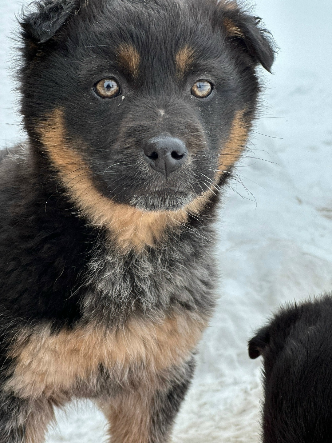Найдена собака в Саранске — фото объявления