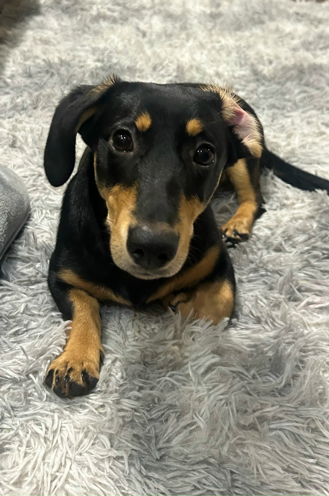 Найдена собака в Саранске — фото объявления