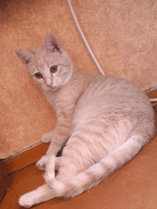 Найдена кошка в Саранске — фото объявления