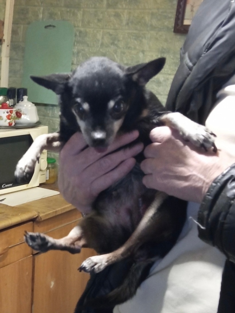 Найдена собака в Саранске — фото объявления