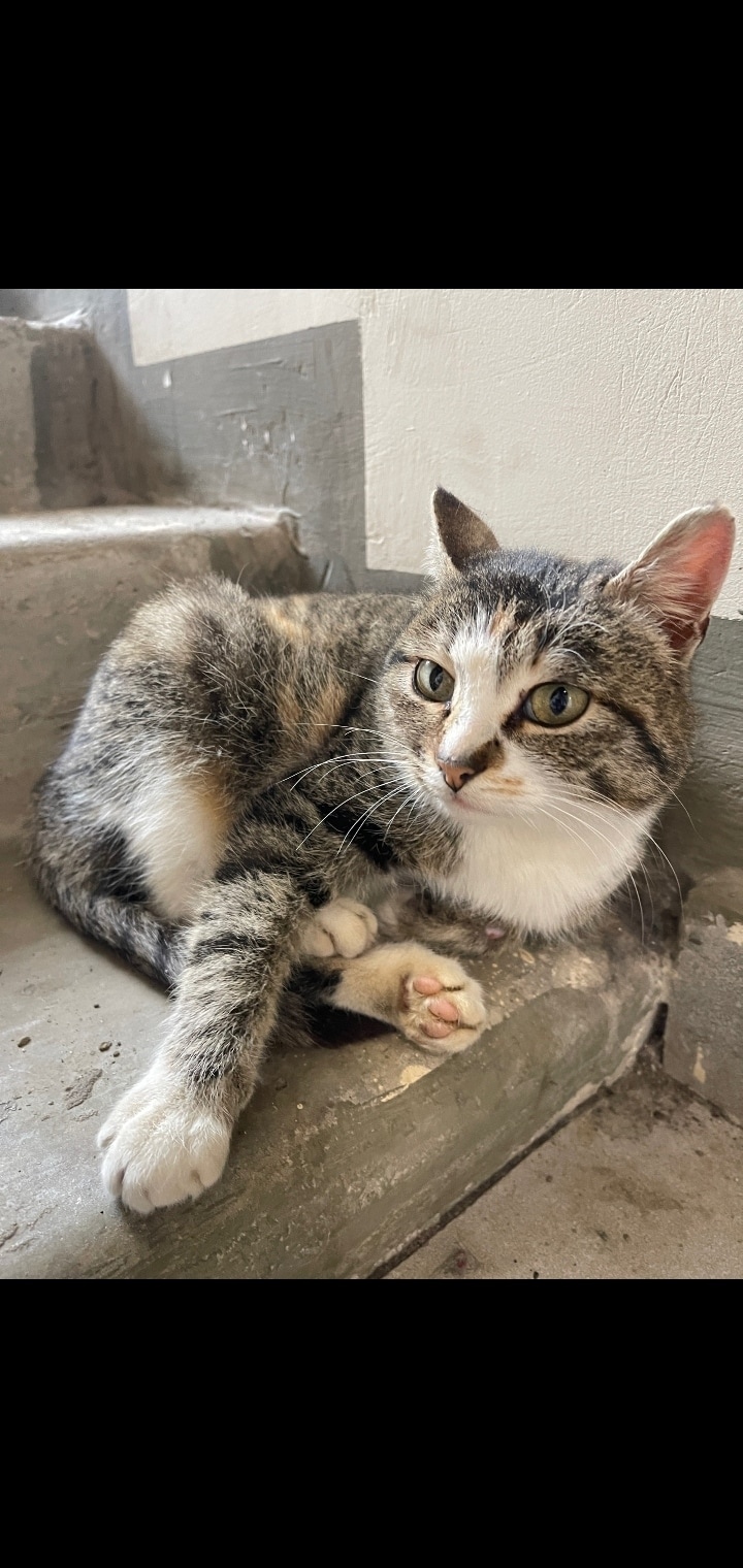 Найдена кошка в Саранске — фото объявления