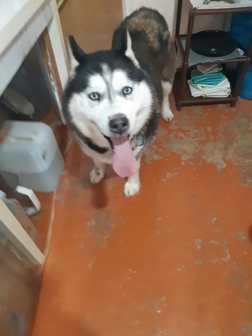 Пропала собака в Саранске — фото объявления