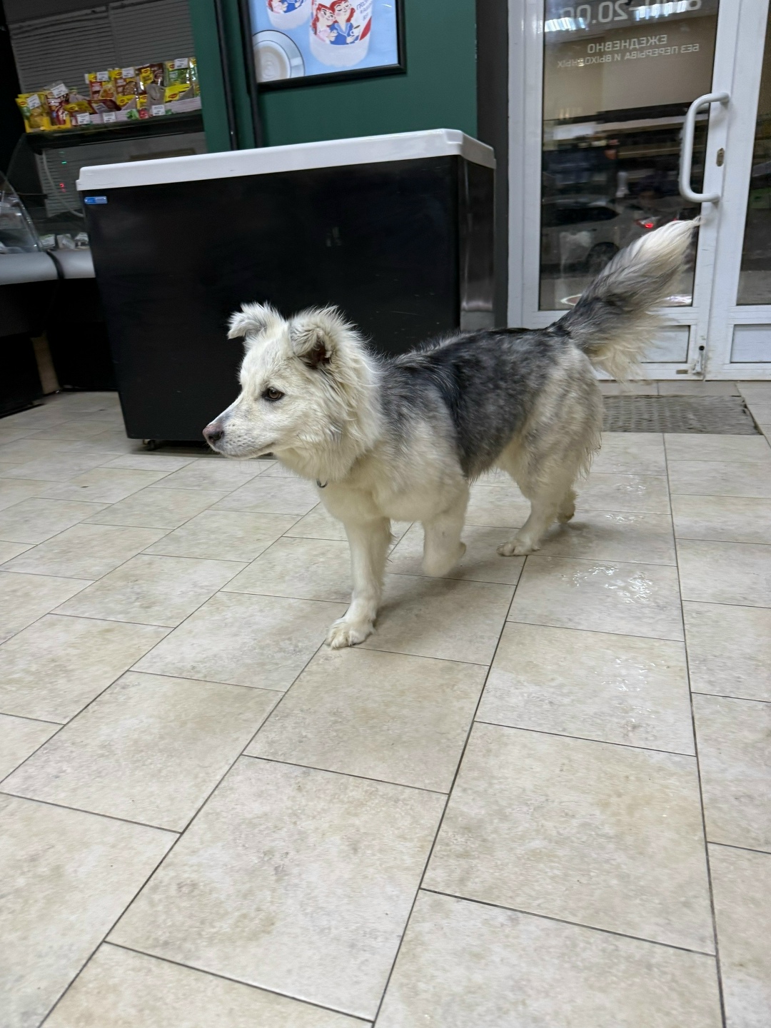 Пропала собака в Саранске — фото объявления