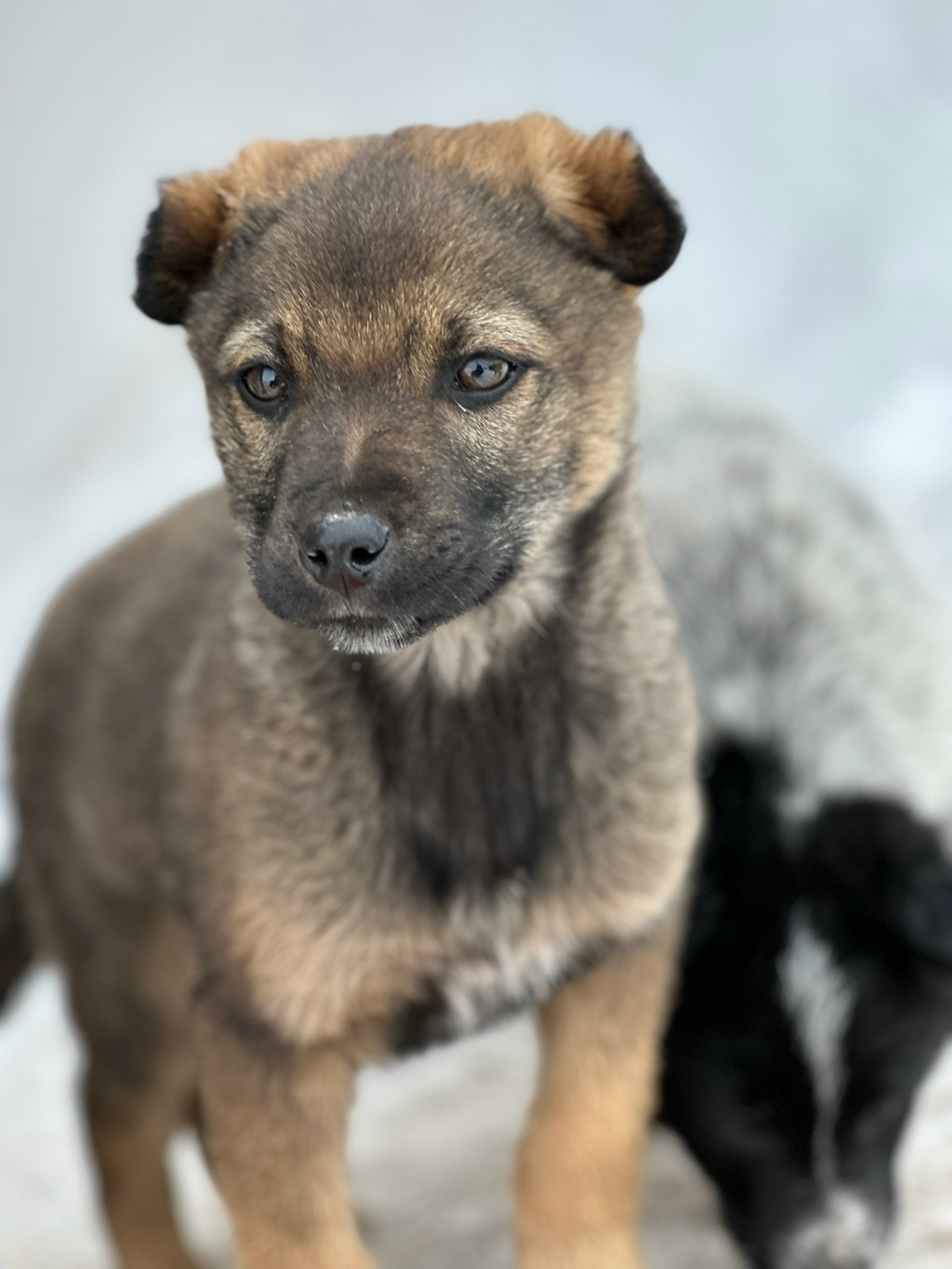 Пропала собака в Саранске — фото объявления