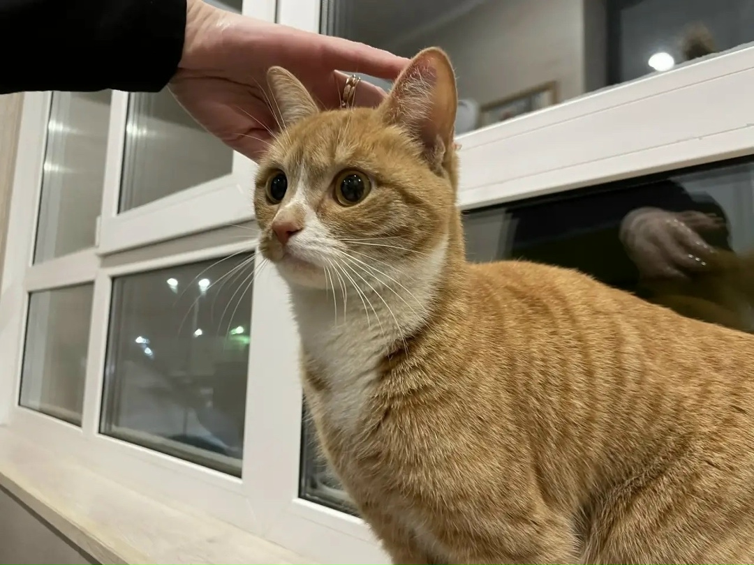 Найдена кошка в Саранске — фото объявления