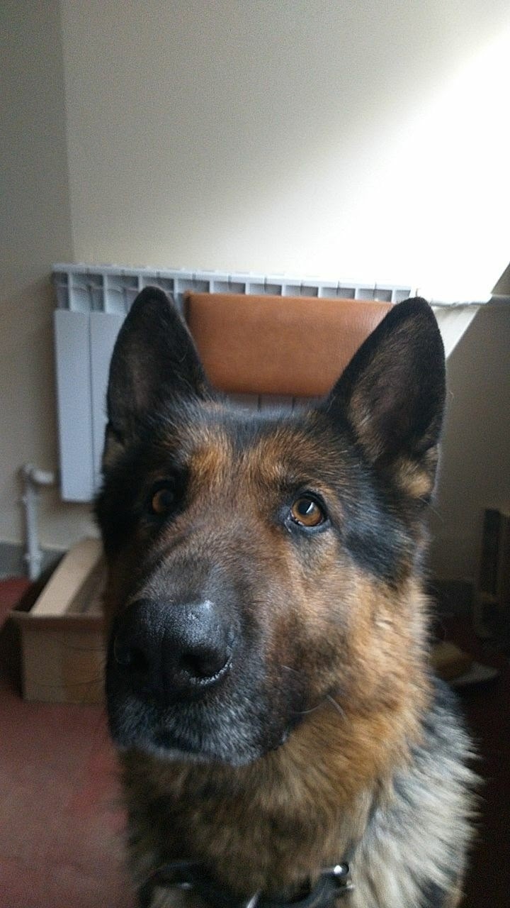 Пропала собака в Саранске — фото объявления