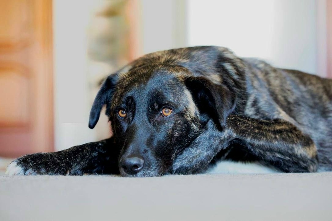 Найдена собака в Саранске — фото объявления