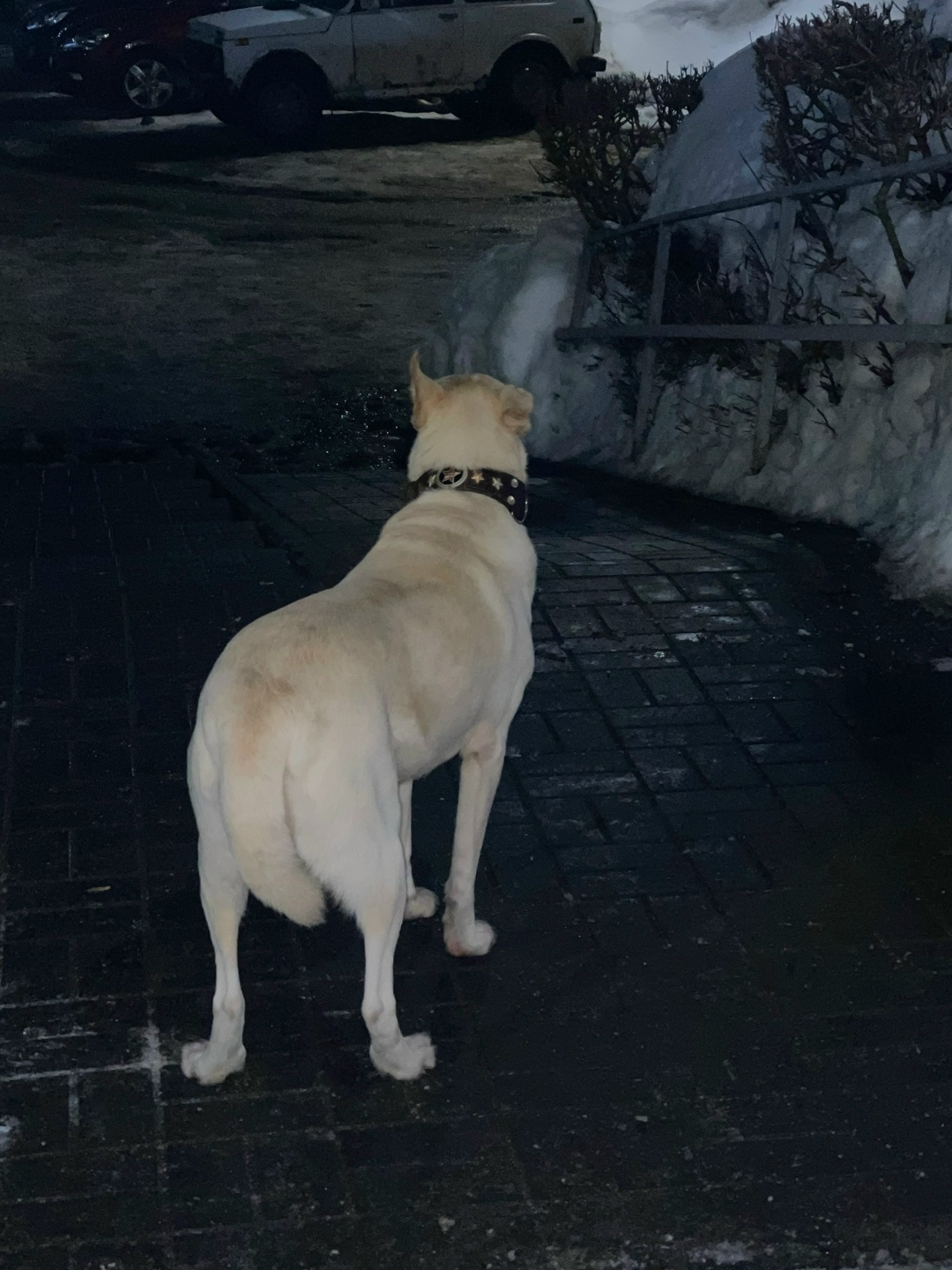 Пропала собака в Саранске — фото объявления