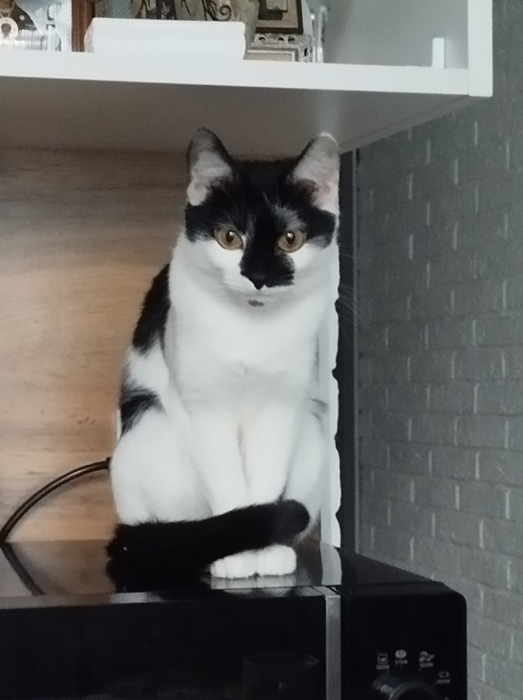 Пропала кошка в Саранске — фото объявления