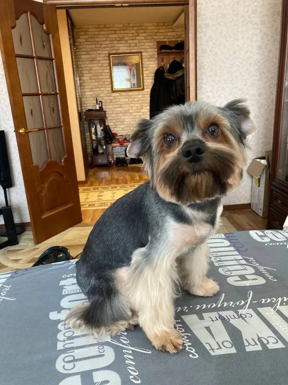 Пропала собака в Саранске — фото объявления