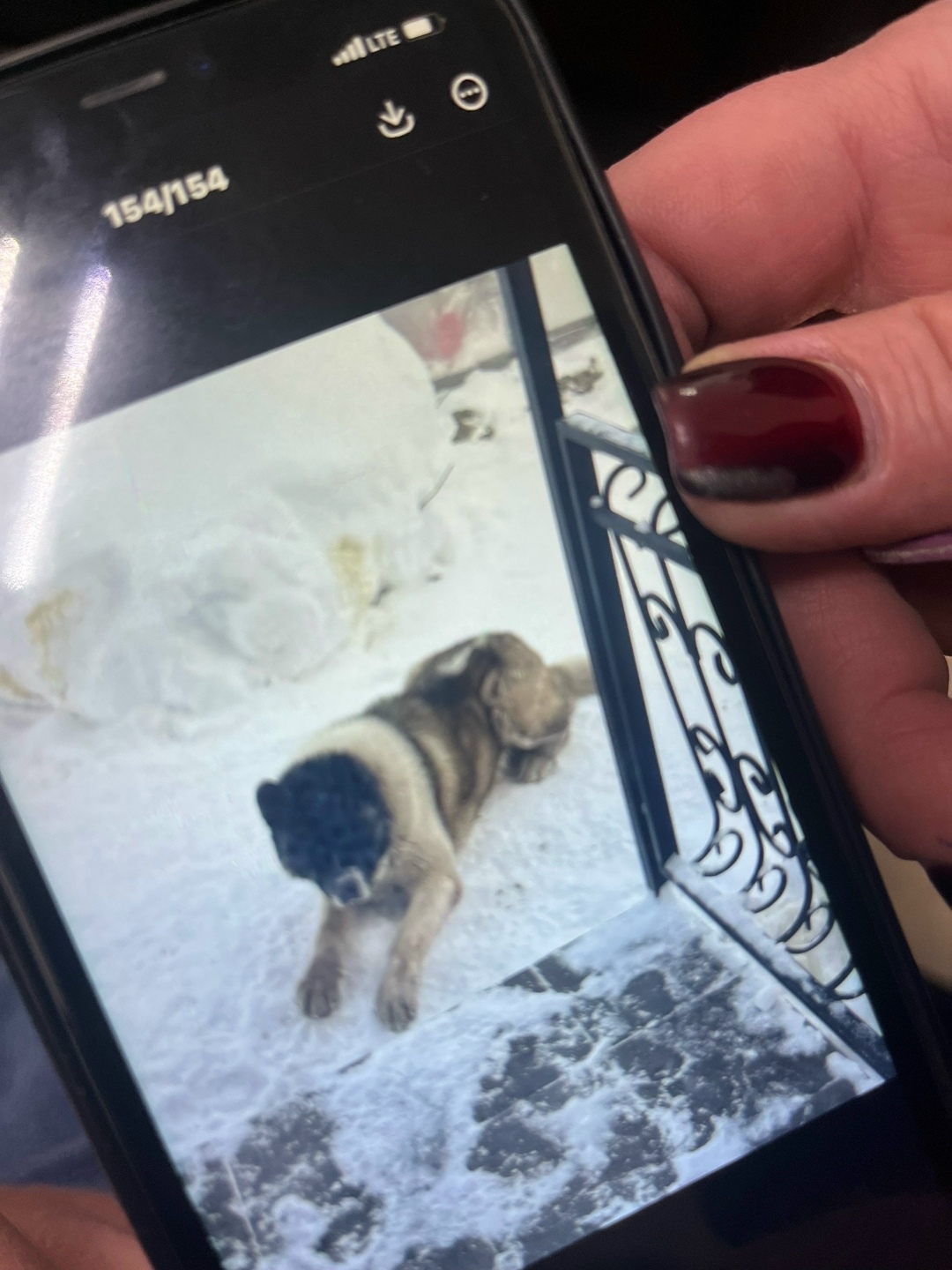 Пропала собака в Саранске — фото объявления