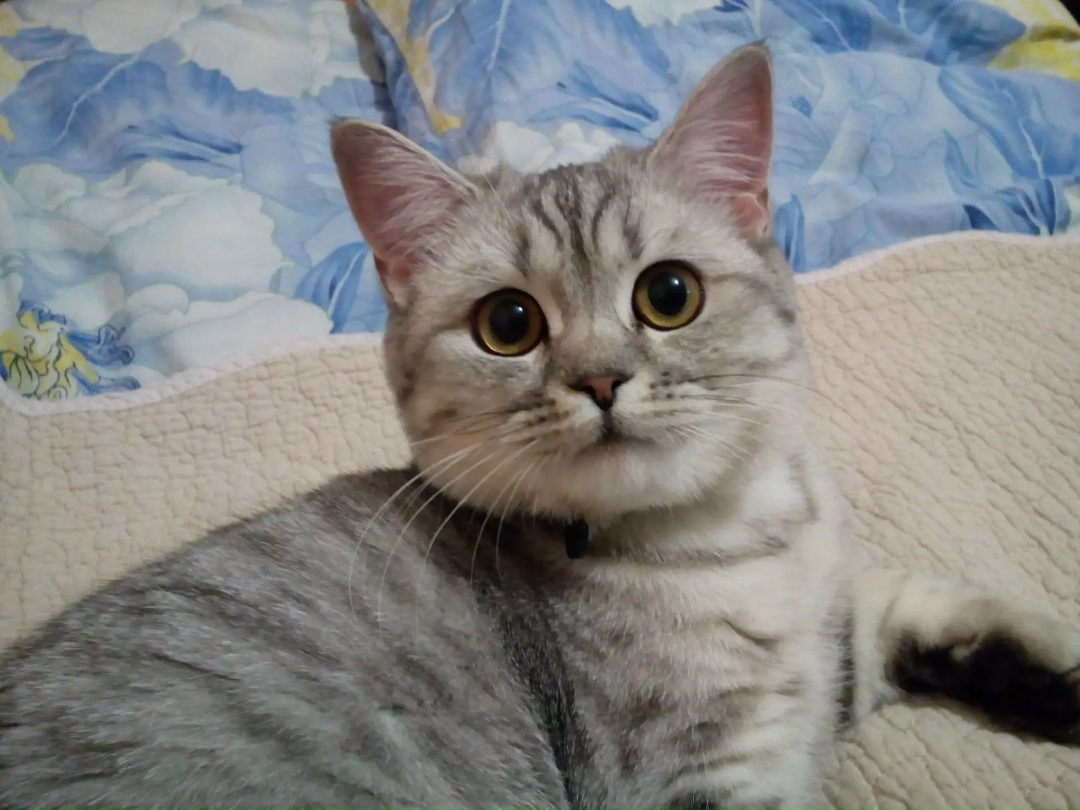 Пропала кошка в Саранске — фото объявления