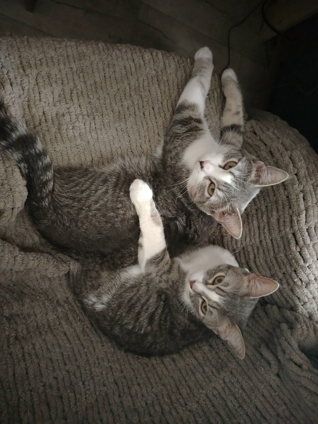 Пропала кошка в Саранске — фото объявления