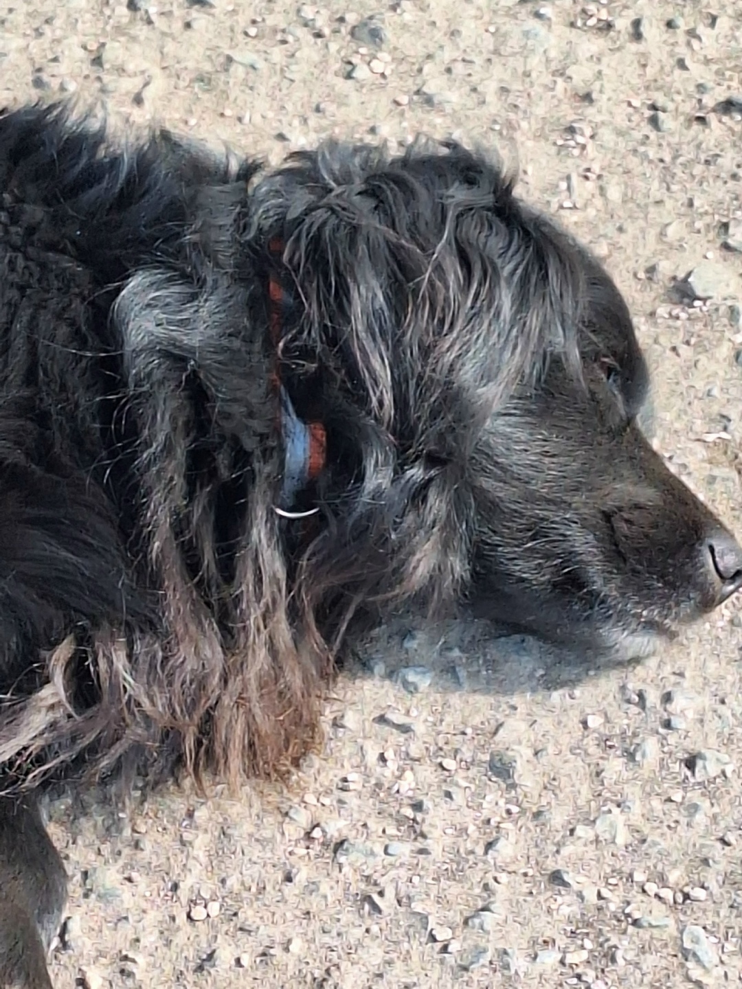 Пропала собака в Саранске — фото объявления