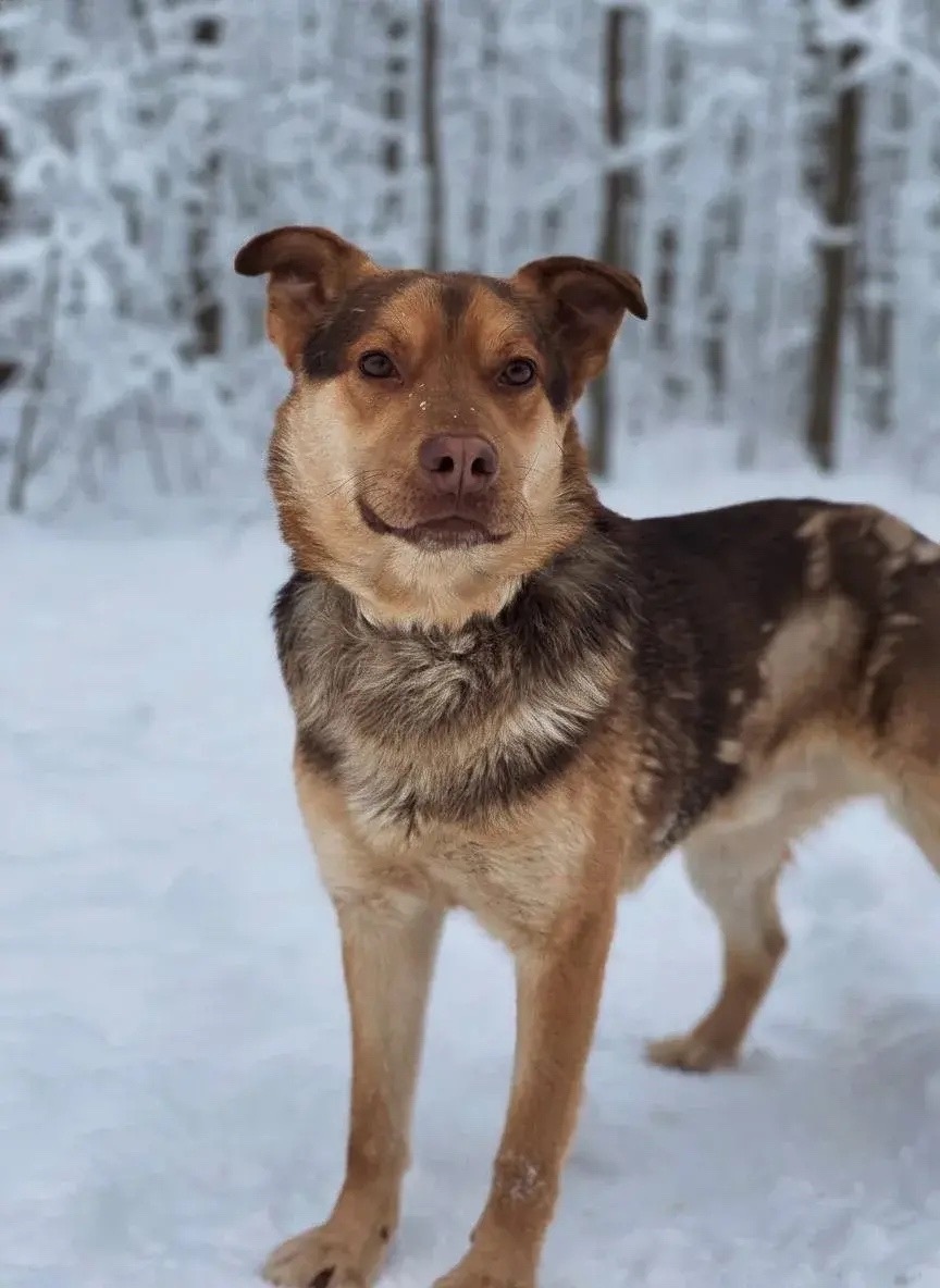 Найдена собака в Саранске — фото объявления