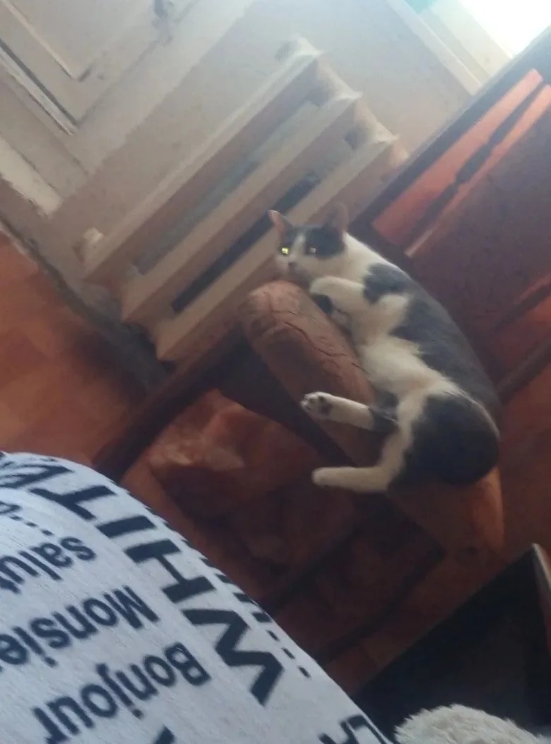 Пропала кошка в Саранске — фото объявления