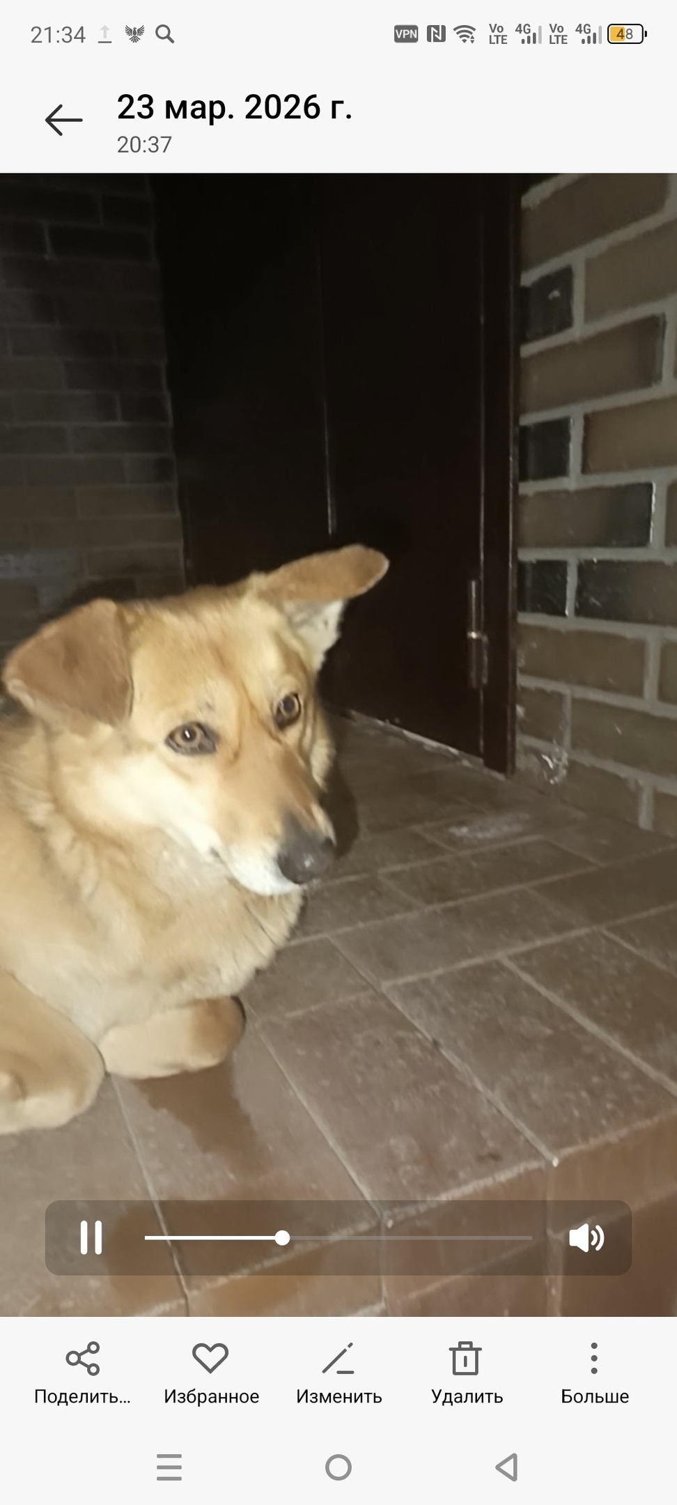 Пропала собака в Саранске — фото объявления