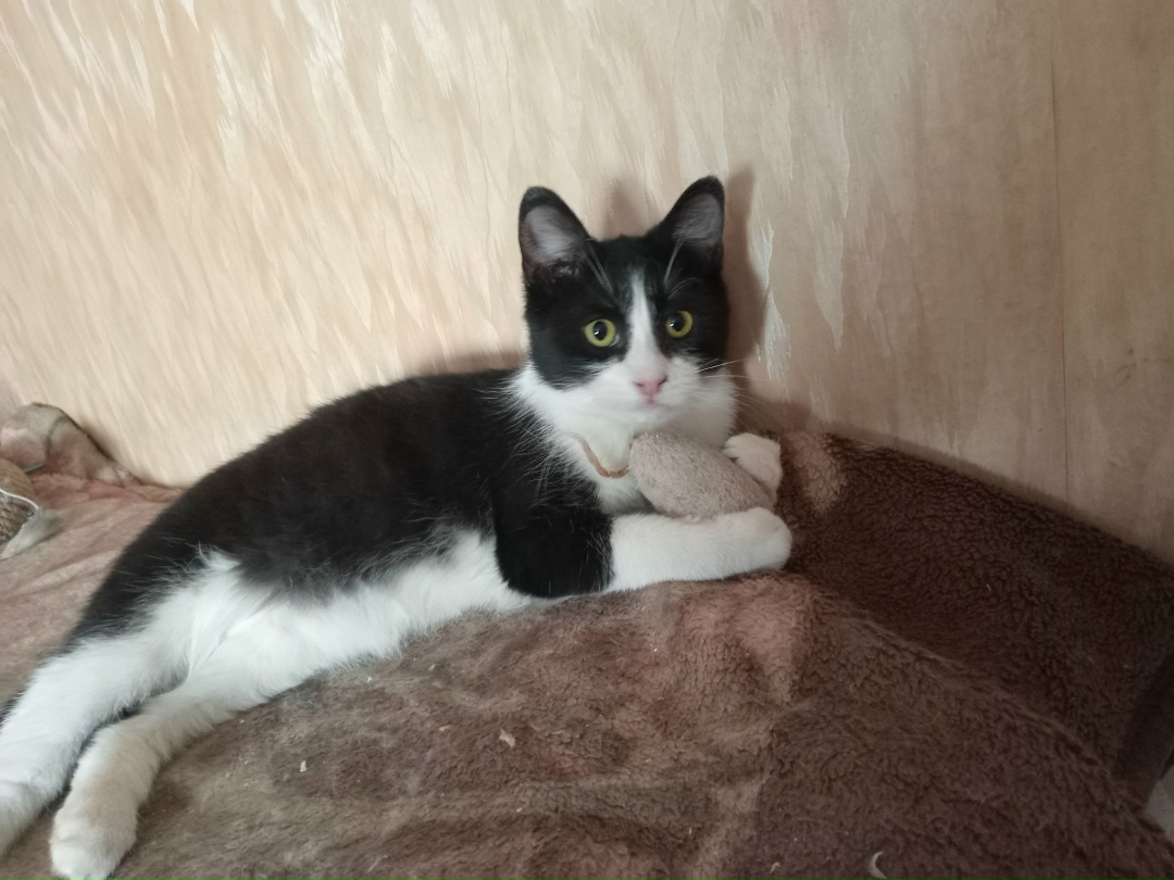 Найдена кошка в Саранске — фото объявления