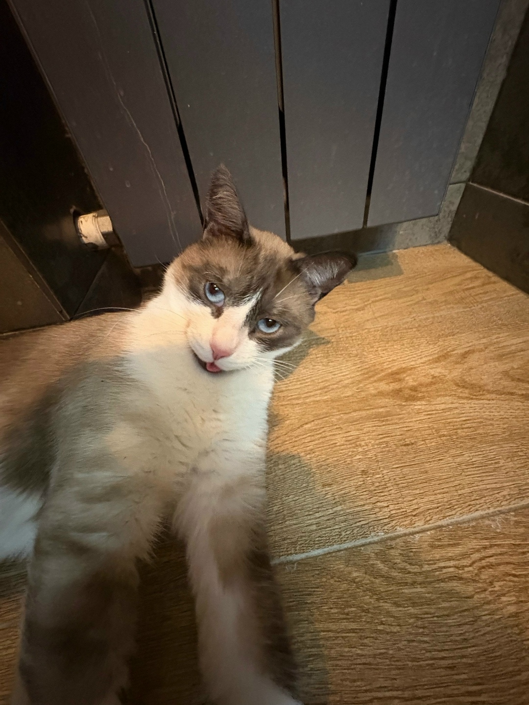 Пропала кошка в Саранске — фото объявления