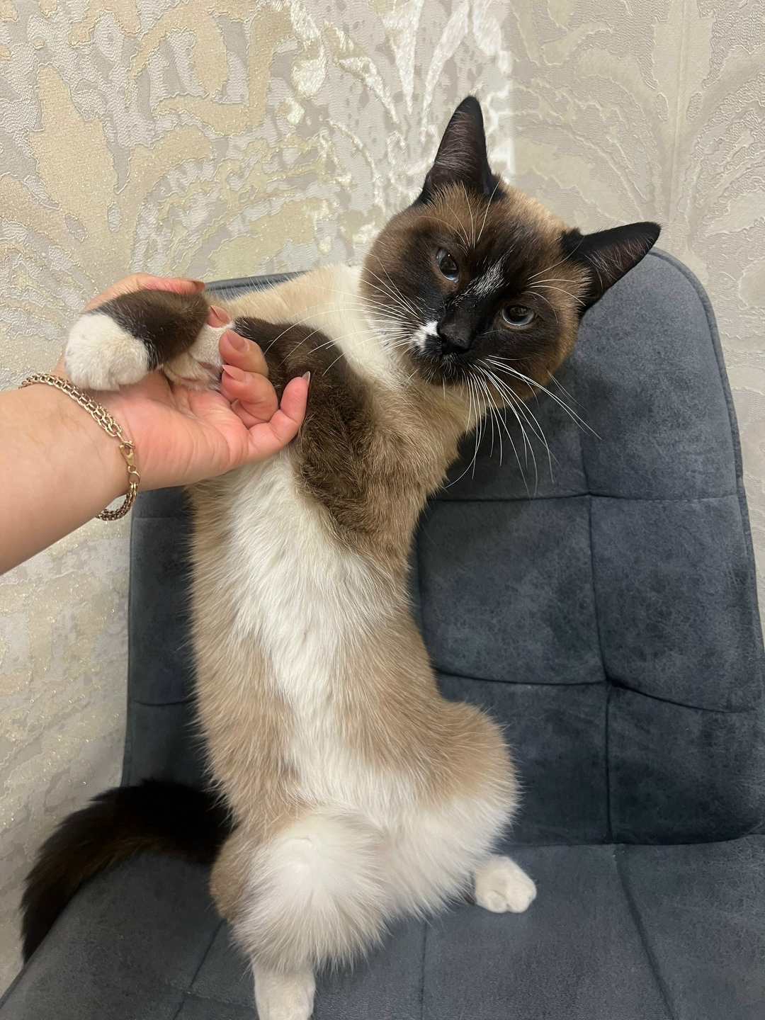 Найдена кошка в Саранске — фото объявления