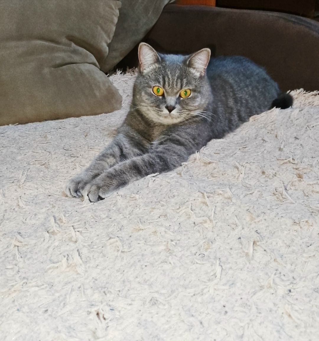 Найдена кошка в Саранске — фото объявления