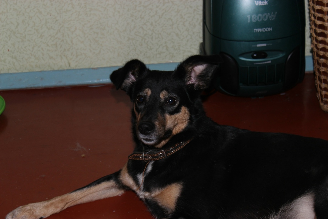 Пропала собака в Саранске — фото объявления