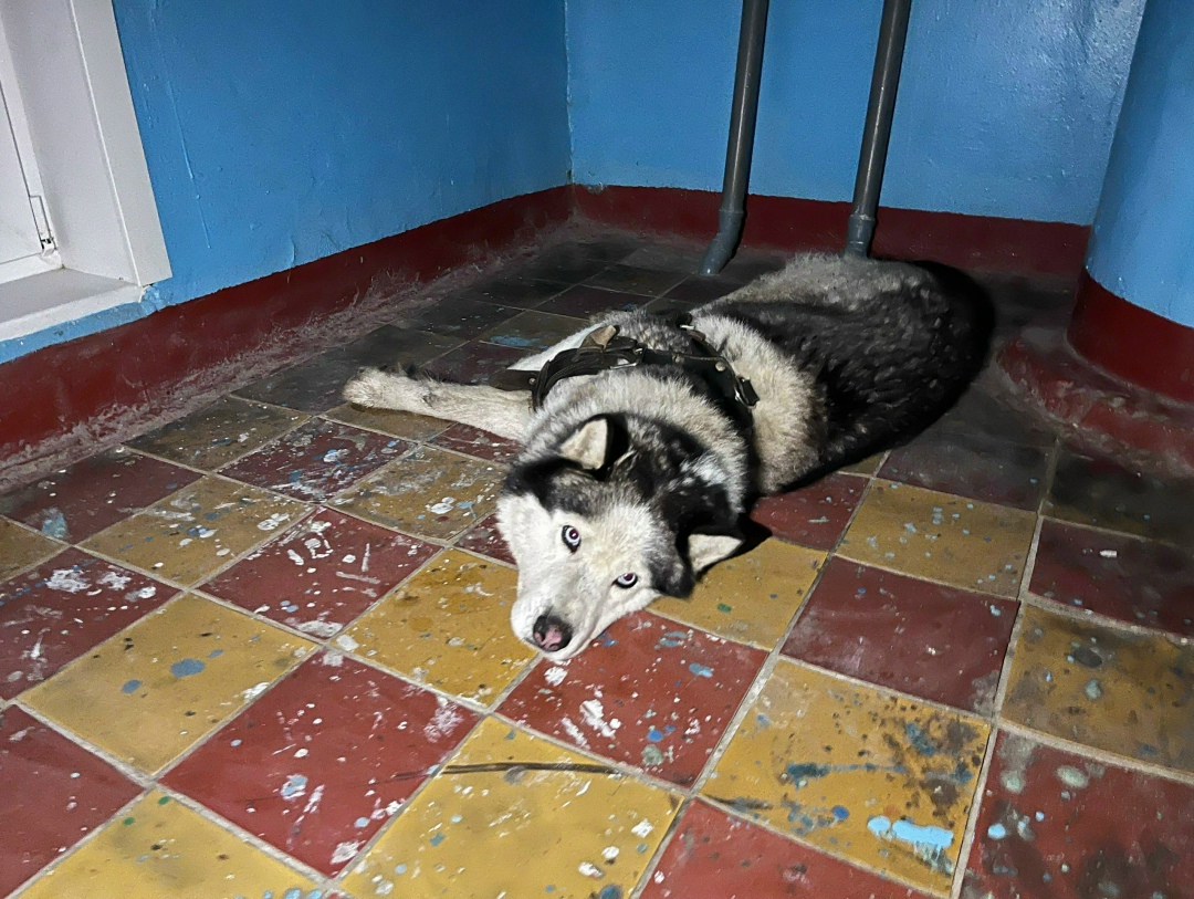 Найдена собака в Саранске — фото объявления