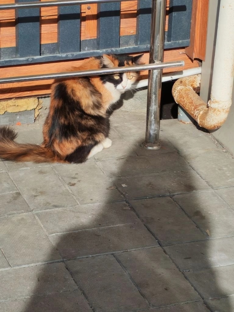 Найдена кошка в Саранске — фото объявления