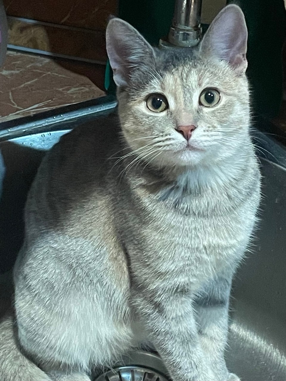 Пропала кошка в Саранске — фото объявления