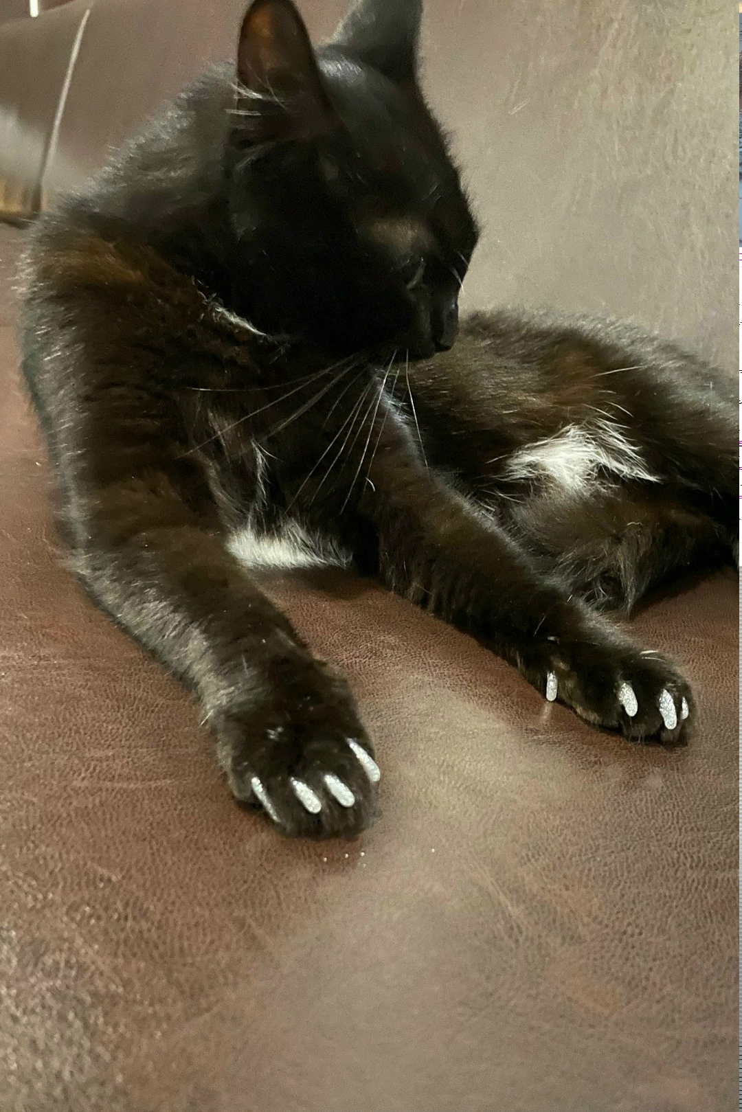 Пропала кошка в Саранске — фото объявления