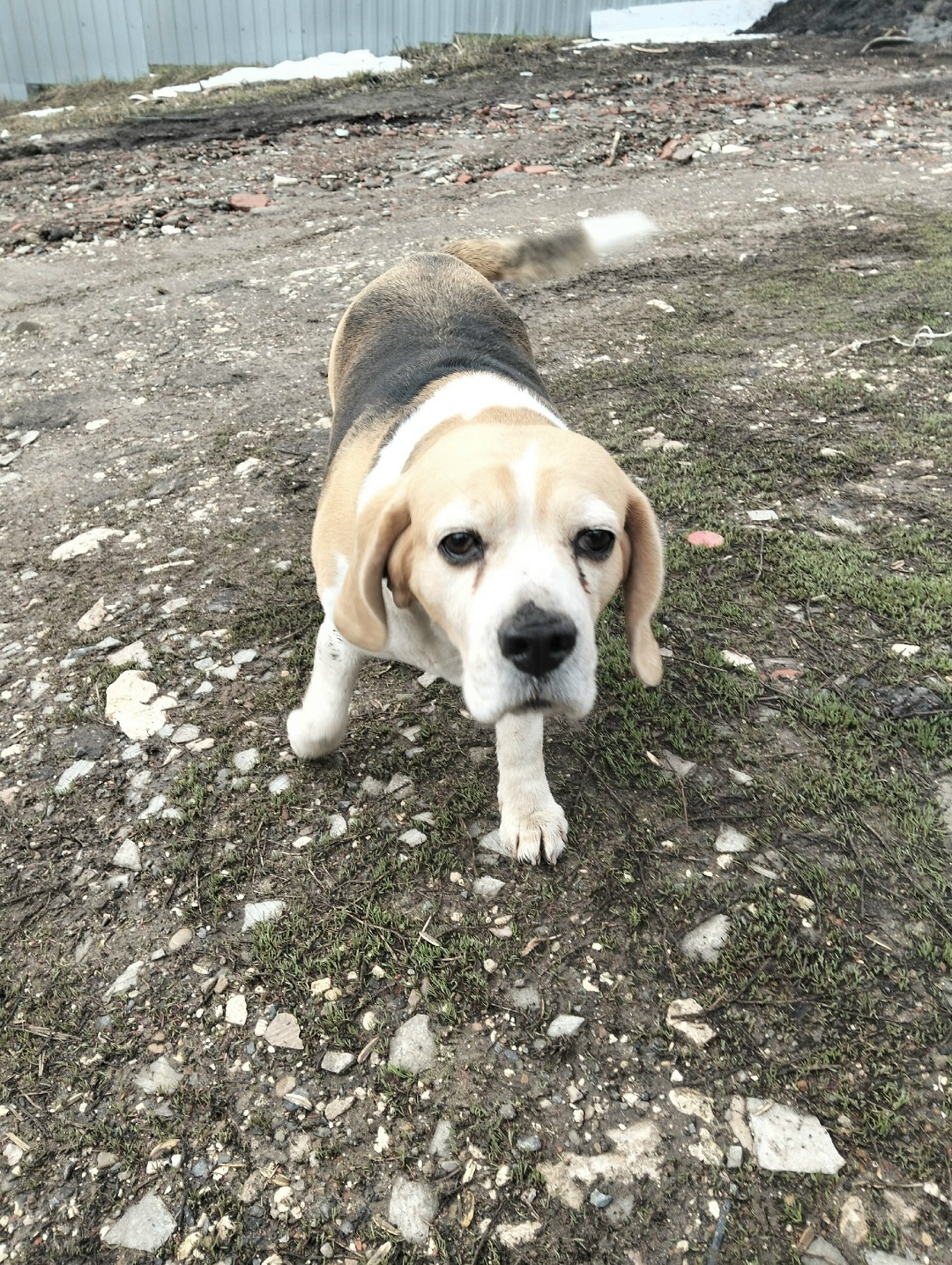 Найдена собака в Саранске — фото объявления