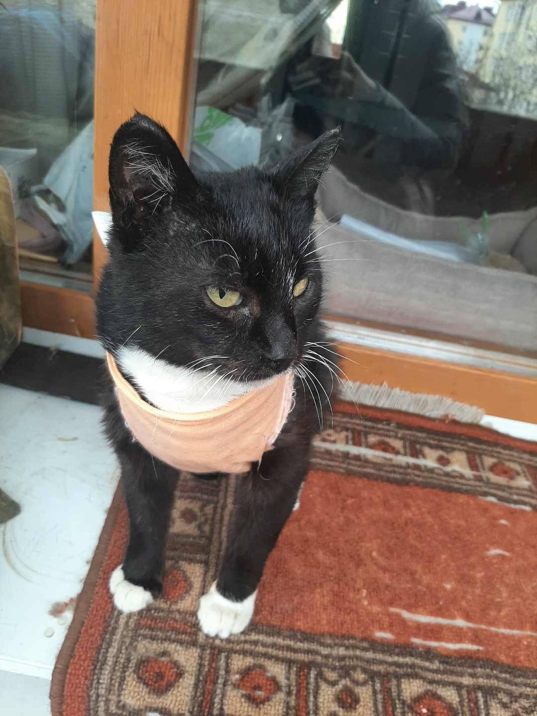 Найдена кошка в Саранске — фото объявления