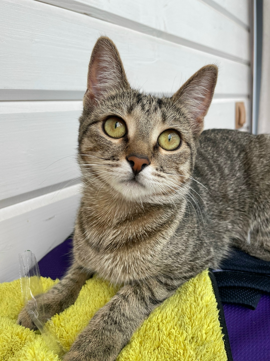 Пропала кошка в Саранске — фото объявления