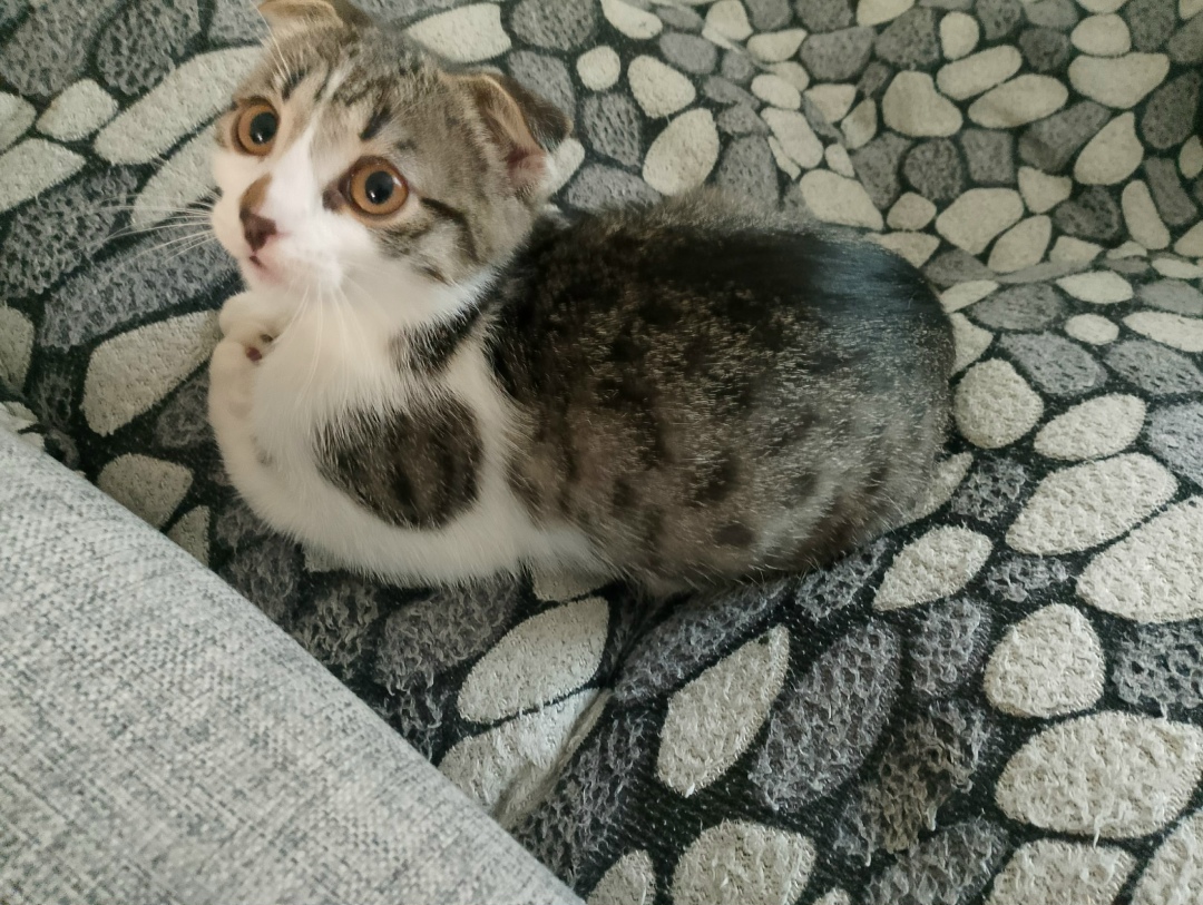 Пропала кошка в Саранске — фото объявления