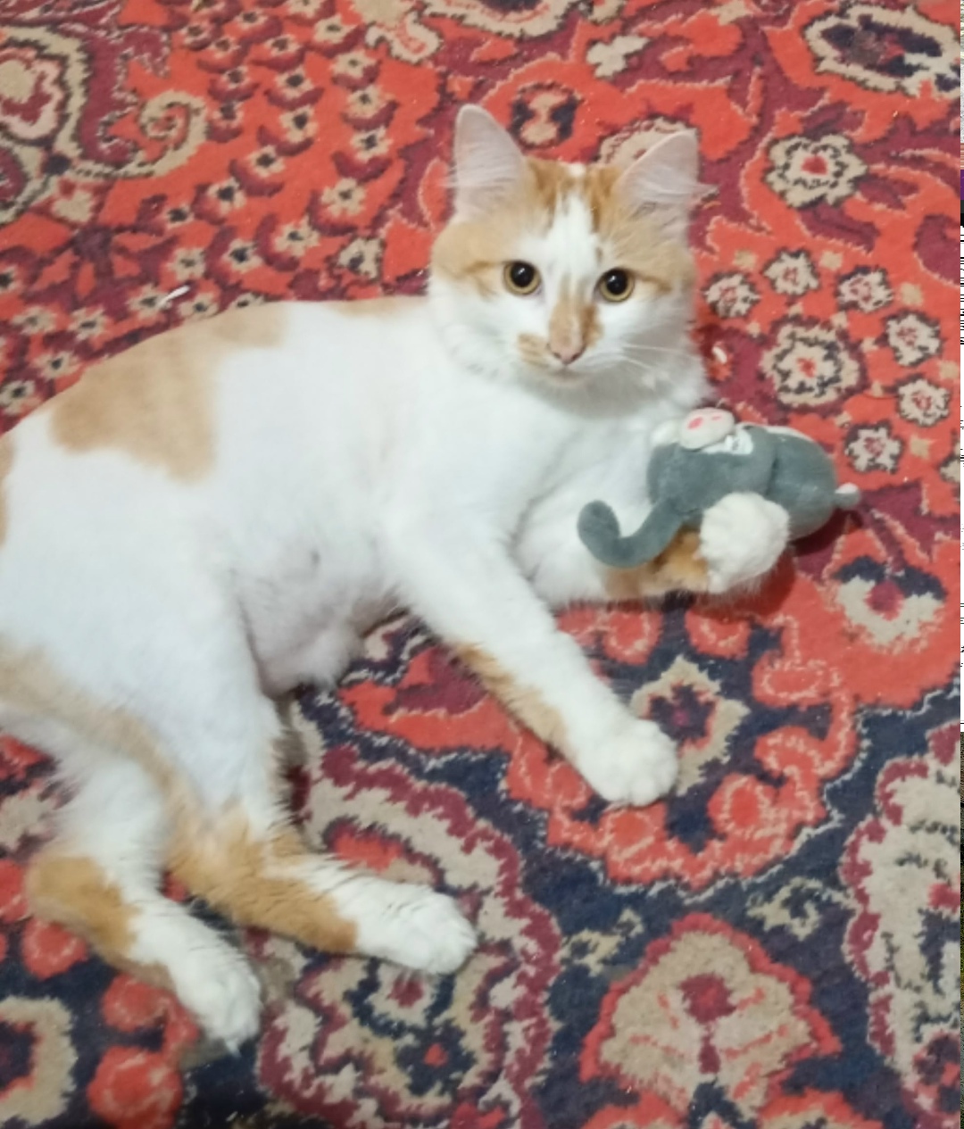 Пропала кошка в Саранске — фото объявления