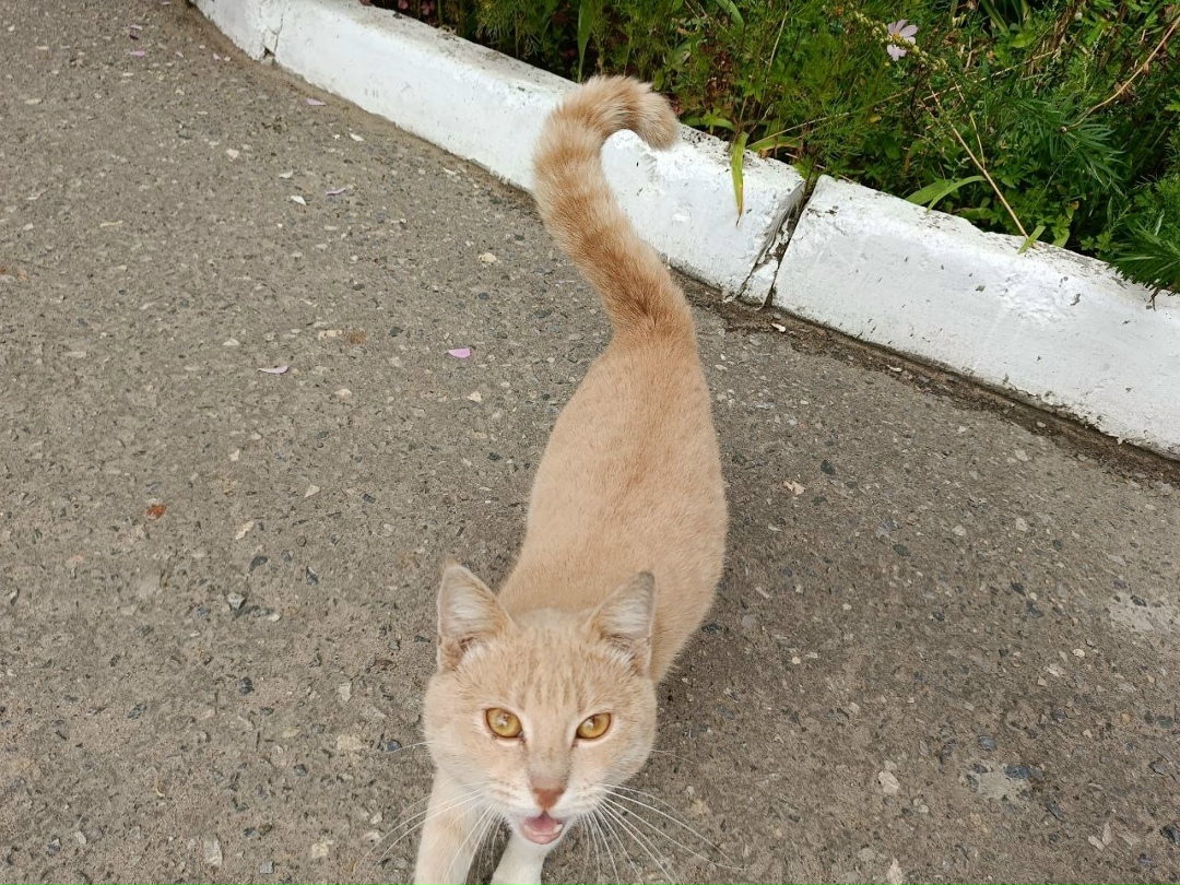 Пропала кошка в Саранске — фото объявления