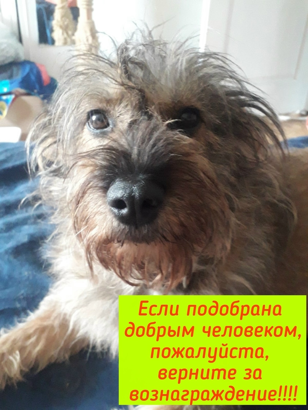 Пропала собака в Саранске — фото объявления