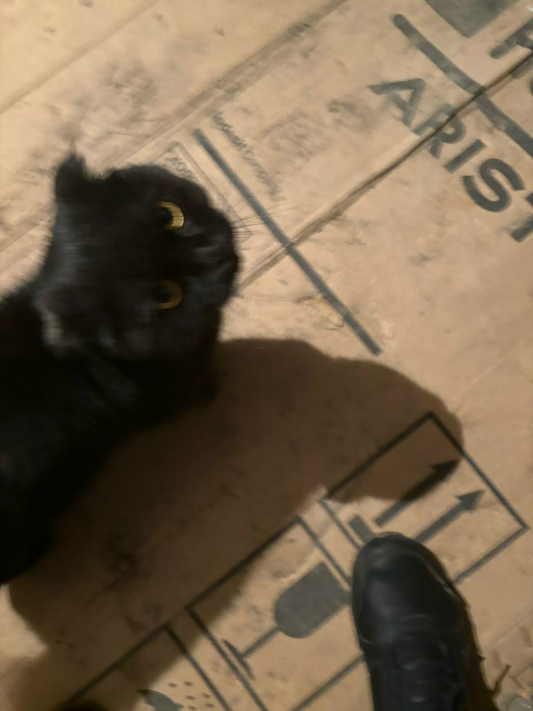 Пропала кошка в Саранске — фото объявления