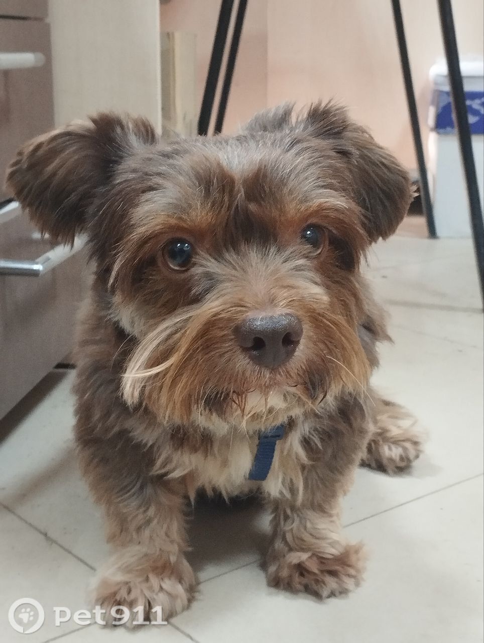 Найдена собака в Вологде — фото объявления