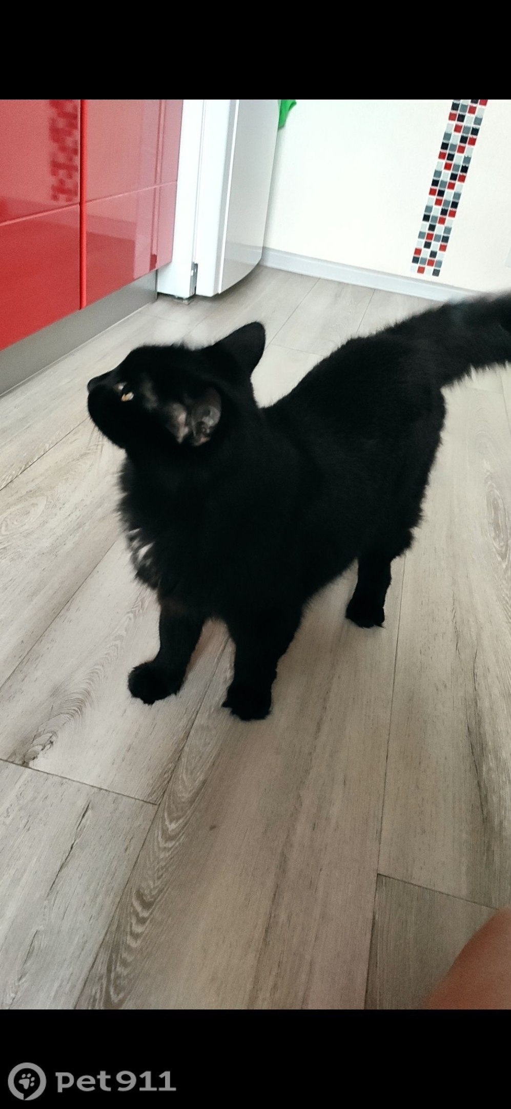 Найдена кошка в Вологде — фото объявления