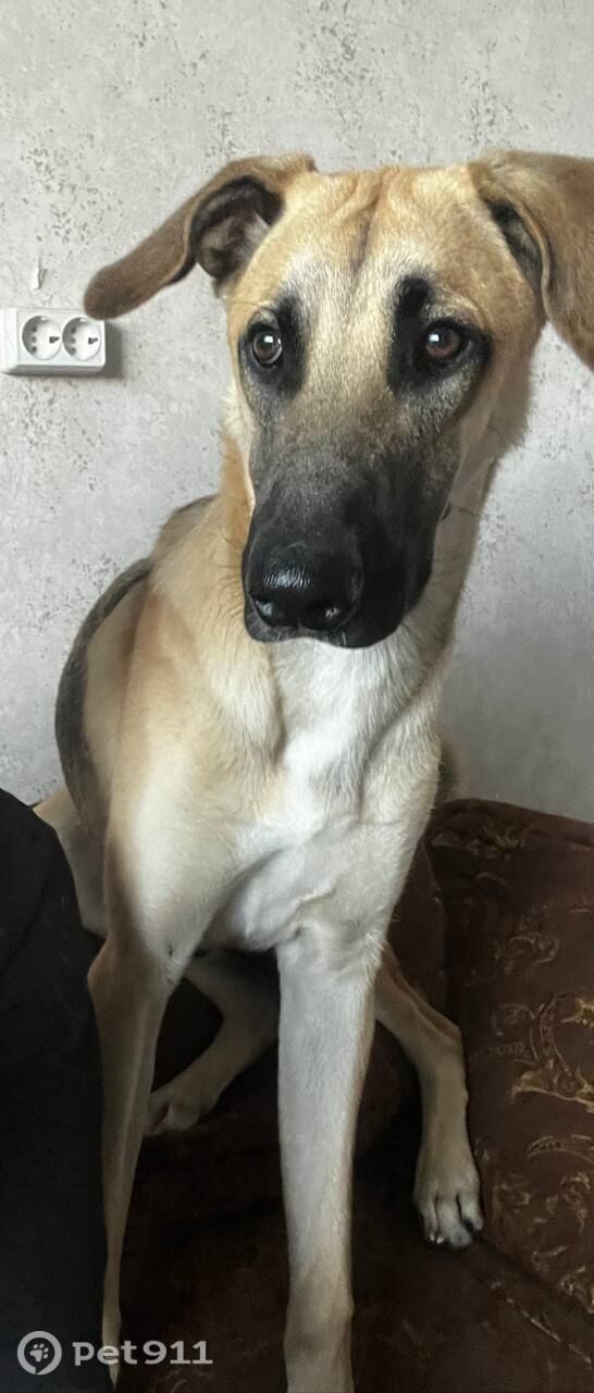 Пропала собака в Вологде — фото объявления