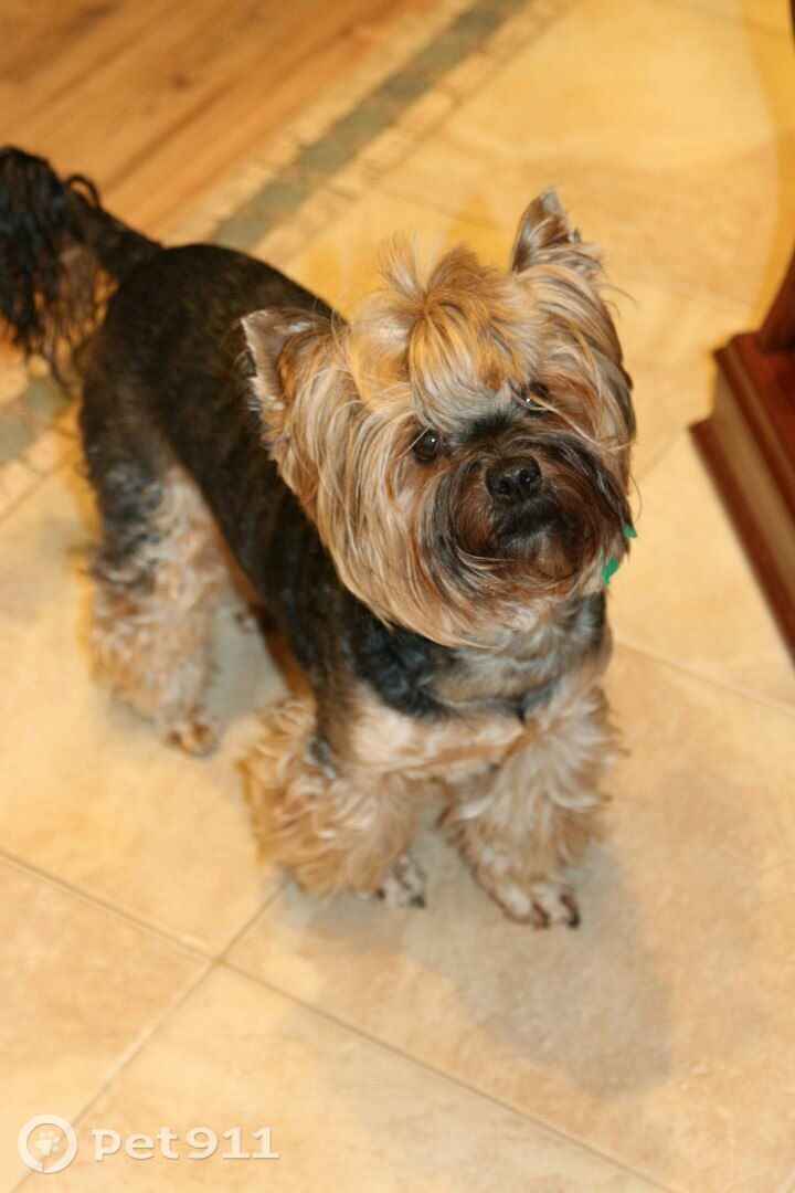 Пропала собака в Вологде — фото объявления