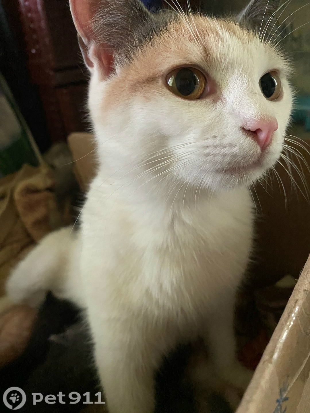 Пропала кошка в Вологде — фото объявления