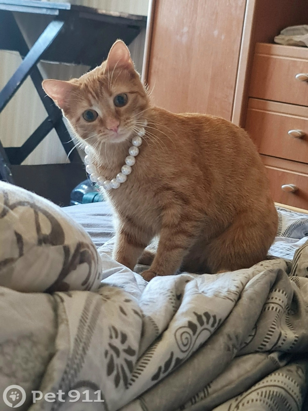 Пропала кошка в Вологде — фото объявления