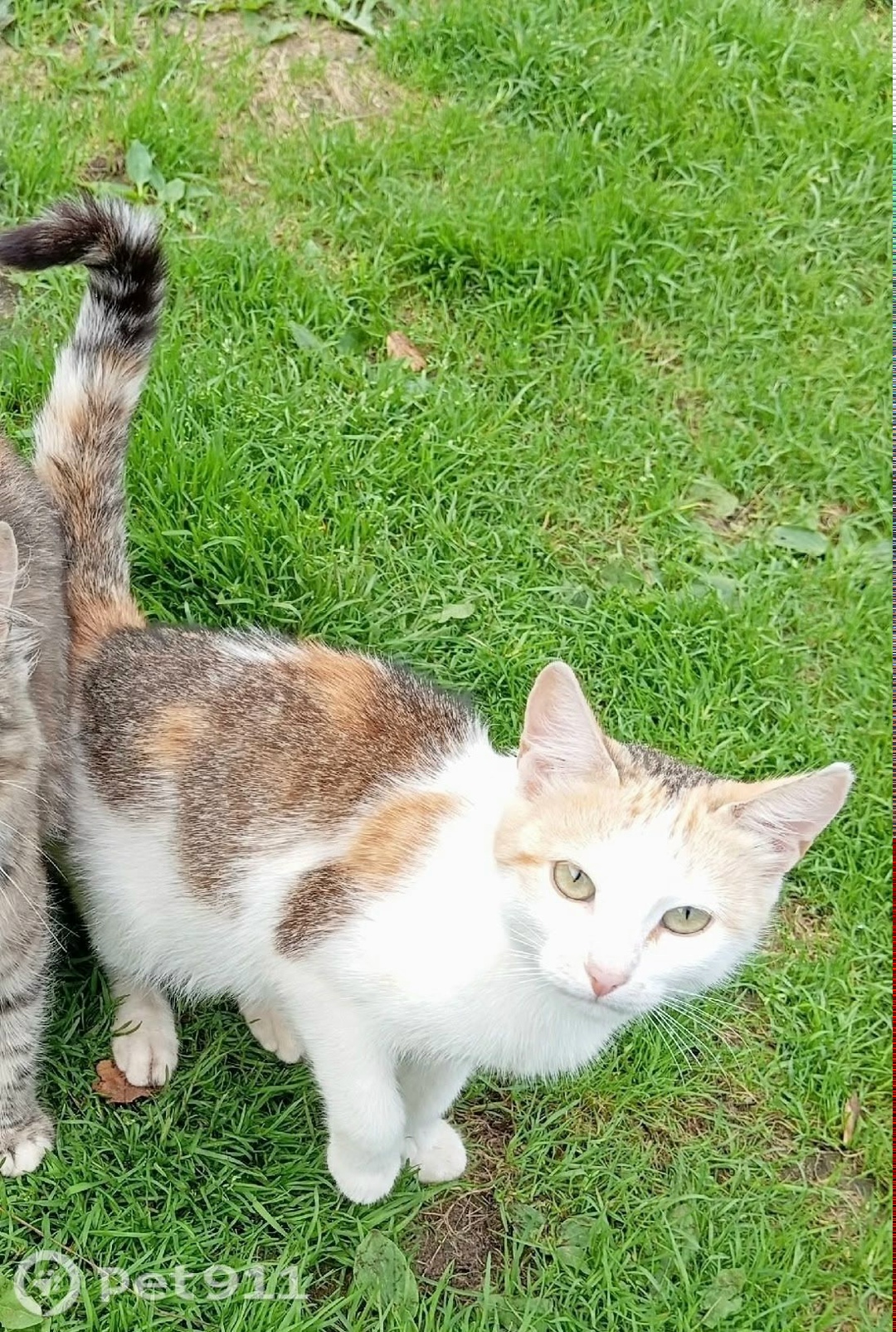 Пропала кошка в Вологде — фото объявления