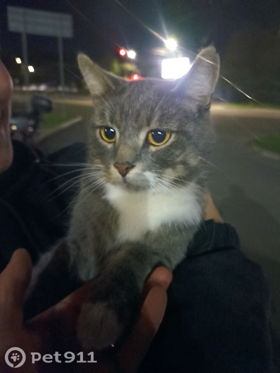 Найдена кошка в Вологде — фото объявления