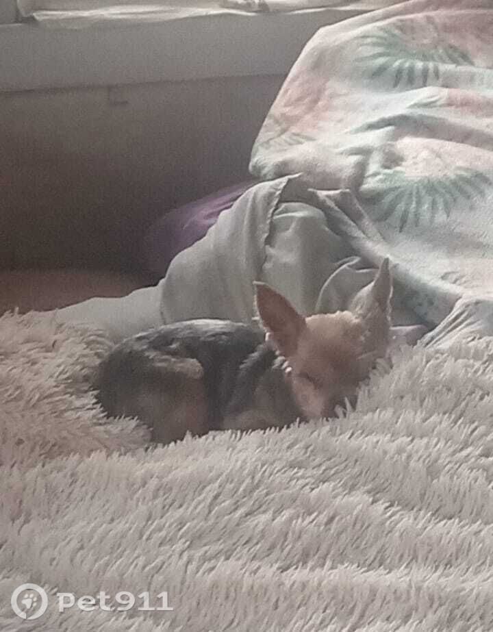 Пропала собака в Вологде — фото объявления